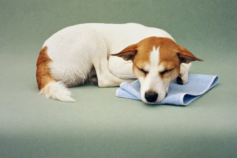 A small dog resting on a folded towel after being groomed