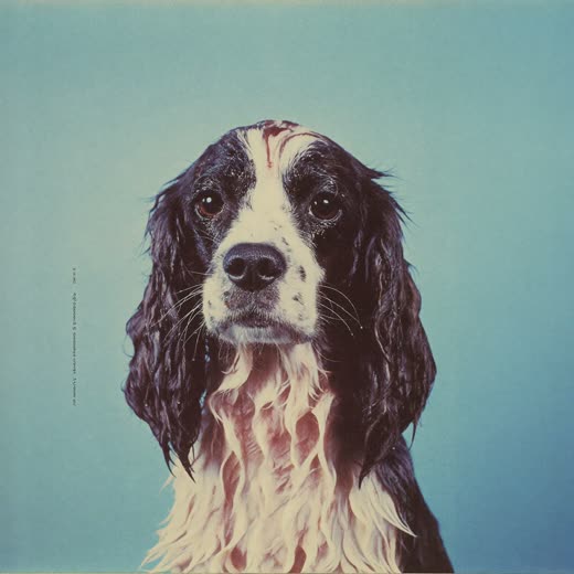 A spaniel with a damp coat after a bath