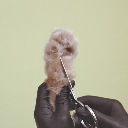 A dog's paw being trimmed with grooming scissors