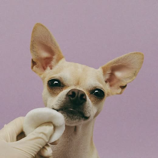Close up of a small dog's clean ears
